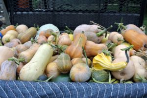 Always choose winter squash that is rich and deep in color. The skin should be dull and matte. Shiny skin on squash may indicate it still needs time to mature.