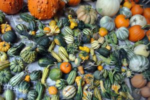 We also grow many ornamental gourds. They come in a mix of shapes and are perfect for decorating. The colors can range from cream and yellow to green and bicolored.