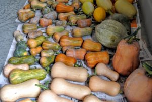This is a mix of butternut squash, honey nut squash,  and spaghetti squash. The big fruits on the right with tapered ends and bumpy, blue-green, hard shells are 'Blue Hubbards'. They are medium-dry, and medium-sweet, with yellow flesh.