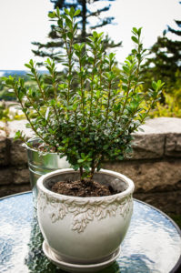 The couple planted an azalea in this vessel as part of the wedding.