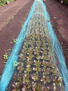 There are also many young seedlings planted underground, covered in the same netting to shield them from the rabbits and birds that occasionally get inside.