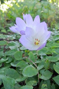 The scientific name comes from Colchis, a region on the coast of the Black Sea. The name Colchicum alludes to the poisonous qualities of the species. The plant contains an alkaloid known as colchicine, which is found in all parts, but mostly in the seeds.