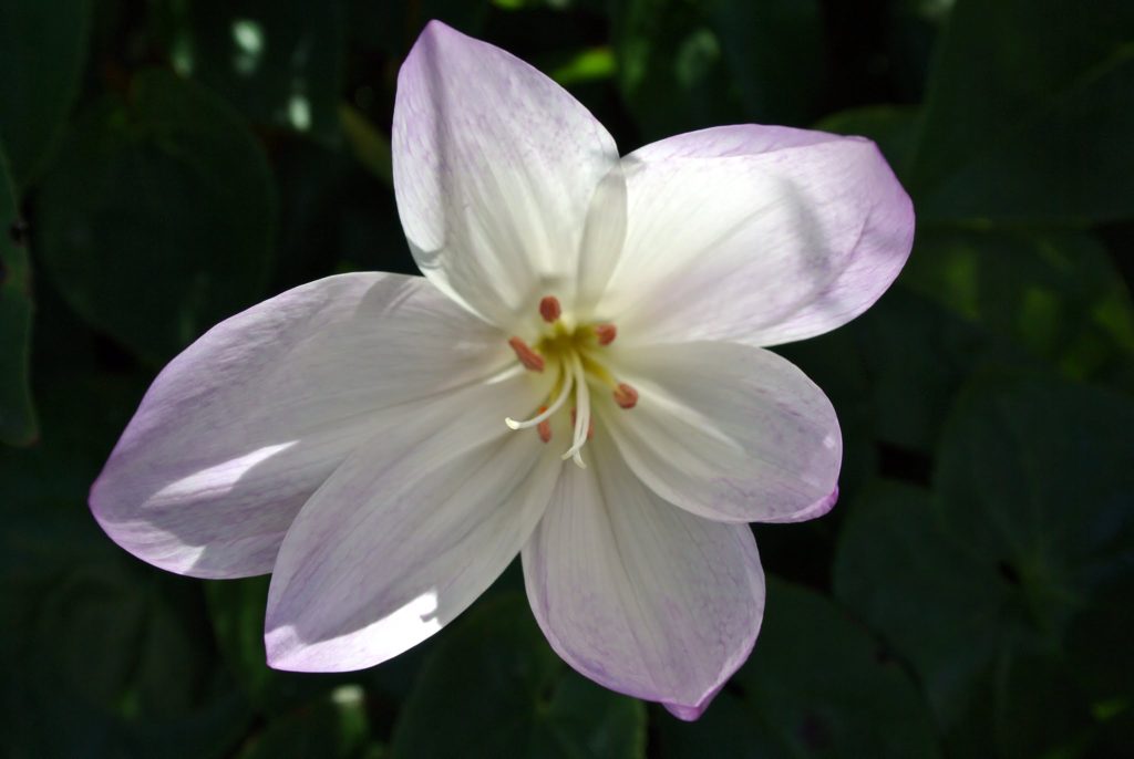 Autumn's Beautiful Colchicum - The Martha Stewart Blog