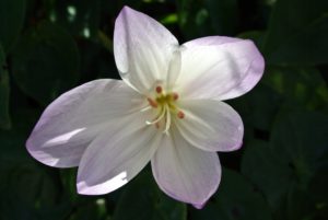 Because Colchicums are toxic, they provide a natural way to repel animals such as deer, mice, squirrels, and moles.