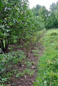 Pruning also keeps the rose bushes in proportion to the rest of the garden. Ryan and Wilmer cut about one-third of the bushes.