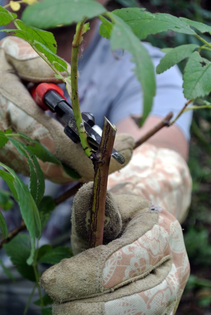 Pruning Roses At The Farm - The Martha Stewart Blog