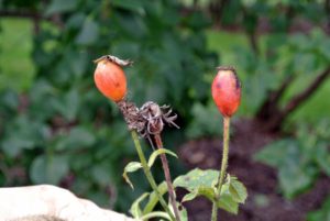 These are rose hips, also known as rose haws - the seed pods of roses. They aren't typically seen because many tend to prune the faded rose blossoms to encourage more flowers. Rose hips begin to form in spring or early summer, and then ripen in late summer through autumn.