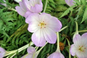 Beginning in mid-September, Colchicums produce large, goblet-like blooms in shades of pink, violet or white.