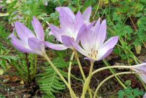 Here are more Colchicums blooming in the area outside the main greenhouse a few days later - they multiplied. Most Colchicums produce their flowers without any foliage - this is why these flowers also go by the common name naked ladies or naked boys.