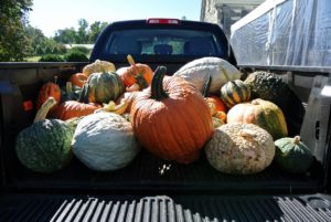 We got some large pumpkins from Jones Family Farm, a family run farm located in Shelton, Connecticut. They will be used as part of the centerpieces for the tables. http://www.jonesfamilyfarms.com