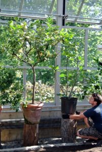 Dwarf citrus trees require at least eight to 12 hours of full sunshine and good air circulation to thrive. Ryan adjusted the plants once they were on the log bases - it's important to place them so none of them touch.