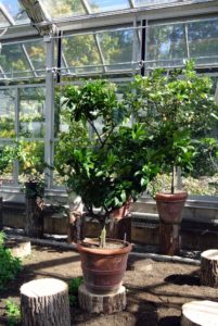 Citrus plants dislike abrupt temperature shifts and need to be protected from chilly drafts, blazing heaters and fans. Consider the needs of the plants when deciding where to store them indoors.