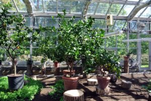 I am so fortunate to be able to grow citrus here in the Northeast. The temperature in the greenhouse adjusts according to the level of light. In general, a temperatures of about 55 to 68 degrees is ideal.