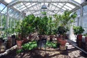 This year, we will still plant lots of delicious fresh vegetables, but the added citrus plants provide more texture and beauty. And, all the citrus plants are now safely tucked in for the cold season ahead.