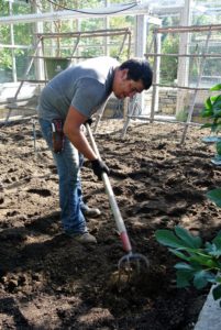 The soil in this greenhouse is about two-feet deep. Wilmer tilled the top six to eight inches of compacted soil using a cultivator fork and then added the new compost.