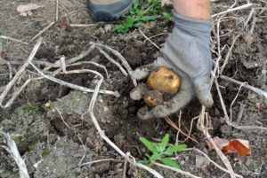 The tubers form around the base of each plant among the roots. Native to the Andes of South America, the potato has become the world's fourth-largest food crop, following rice, wheat, and maize.