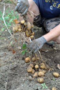 It was easy to see how the potatoes were connected to the plant at the root area. They were very easy to pull off, and often came loose by themselves while digging around them. Leave any green potatoes alone. When potatoes are exposed to light, they turn green, a sign the toxic substance called solanine is developing, which may cause illness if eaten in large quantities.