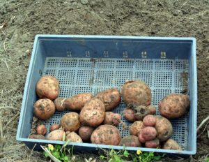 Do you know... the average American eats approximately 142-pounds of potatoes each year? Potatoes are grown in every state from Florida to Alaska, yielding approximately 30-billion pounds of potatoes annually.