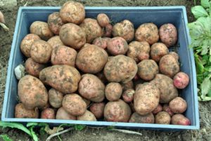 Don't leave harvested potatoes in the sun as excessive heat could cause them to cook. Just brush off as much soil as possible and let them dry in a cool place.
