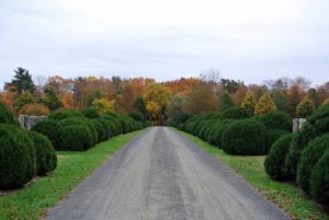 The dark green color of the boxwood looks so bold against the orange and red of the autumn colored trees in the distance.