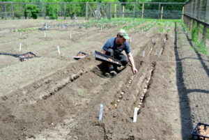 We planted our potatoes in the last week of May. The best time to plant is when the soil has dried enough to be workable. They do best as rotation crops, and should be placed away from where potatoes, tomatoes or peppers were grown in the last two years.
