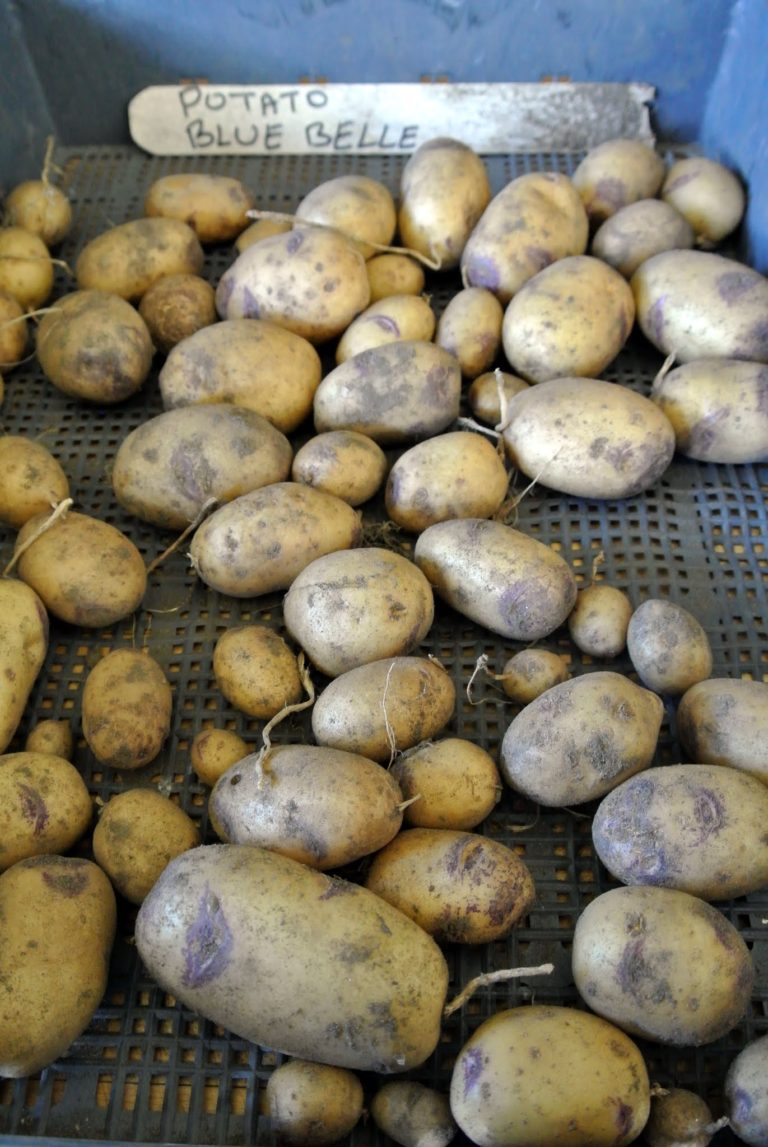 Harvesting the Season's Potatoes The Martha Stewart Blog