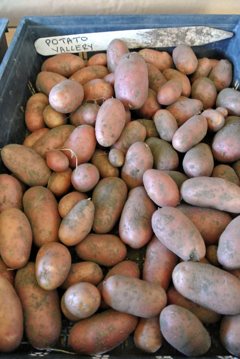 Harvesting the Season's Potatoes The Martha Stewart Blog