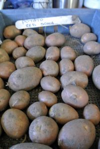 Red Sonia potatoes are red skinned with yellow flesh. They are resistant to scab, a common tuber disease, which makes them popular for planting.