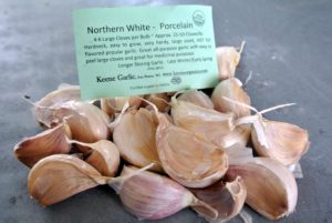 The Northern White-Porcelain garlic is full-flavored, robust, hot and spicy. It also stores well and for long periods of time.