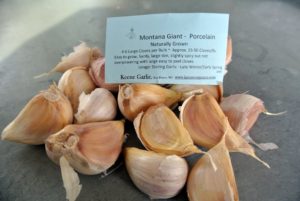 These Montana Giant-Porcelain garlic cloves are easy to grow, and are slightly spicy but not overpowering.