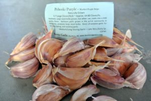 Pehoski Purple-Marbled Purple Stripe is a hardneck that's hot when eaten raw and more mild and earthy in taste after it is cooked. This is an heirloom garlic grown in the Polish community in Wisconsin. It's an all-purpose garlic for baking and sautéing.