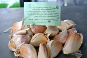 The German Extra Hardy Porcelain garlic is large-sized and medium flavored. Because of its large root system, this hardneck is extremely hardy and often withstands freezing and thawing cycles when other garlic varieties don't.