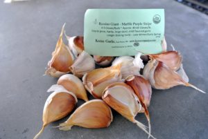 The Russian Giant Marble-Purple Stripe is easy to grow and gives off a mild garlic flavor.
