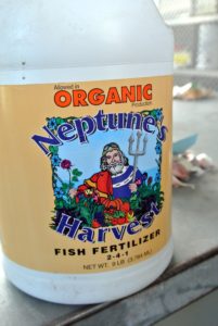 Fish emulsion is an organic garden fertilizer that's made from whole fish or parts of fish. It's easy to find at garden centers or wherever gardening supplies and fertilizers are sold.