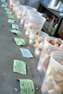 Ryan placed the garlic in separate plastic containers, keeping all the labels near each type for easy identification.