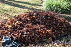 To make fallen leaves easier to transport, the crew first blows or rakes them onto a plastic tarp.