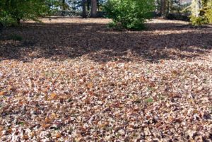 As colder weather approaches, and sunlight decreases, trees that drop their leaves seal the spots where the leaves are attached, which causes them to change color and fall to the ground.