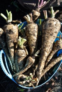 Look at all these amazing parsnips. The long, tuberous root has cream-colored skin and flesh. And, when left in the ground to mature, parsnips become sweeter in flavor after winter frosts.