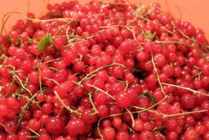 Look at this trug bucket full of currants - just one of many we picked this past season. I've been growing currants for many years - they're great for jams, jellies, tarts and pies, and they're high in vitamin-C, and are a good source of calcium and iron.