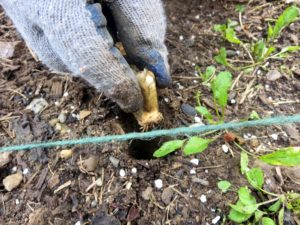 The dibber is perfect for planting garlic. Cloves should be at least two to three inches deep. Be sure to plant the tip of the clove faced up, and the root side faced down.
