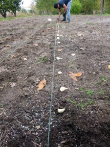 Wilmer used twine to make sure all the cloves were spaced evenly. Doing this creates straight, pretty rows, but it is also important to give each clove enough room to grow and develop. They should be planted at least several inches from each other.