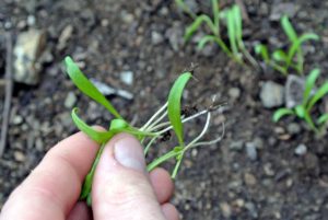 And pulls the smaller, weaker, more spindly looking seedlings, leaving only the stronger ones to mature.