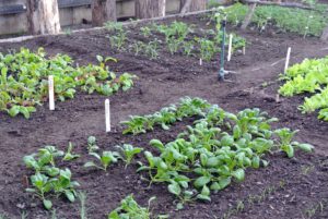 Planning carefully and using a garden's space wisely makes it possible to grow more vegetables almost anywhere. These vegetables will look excellent come harvest time.