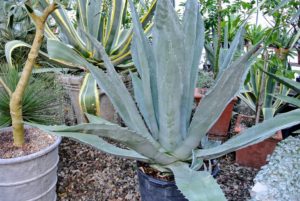 I have several types of agave, including this blue agave with its beautiful gray-blue spiky fleshy leaves. Do you know that tequila is distilled from the sap of the blue agave?