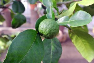 The wrinkly fruit also provides a unique flavor that just can't be reproduced by other citrus. If you've ever followed an authentic Thai recipe, it most likely called for 'Kaffir Lime'.