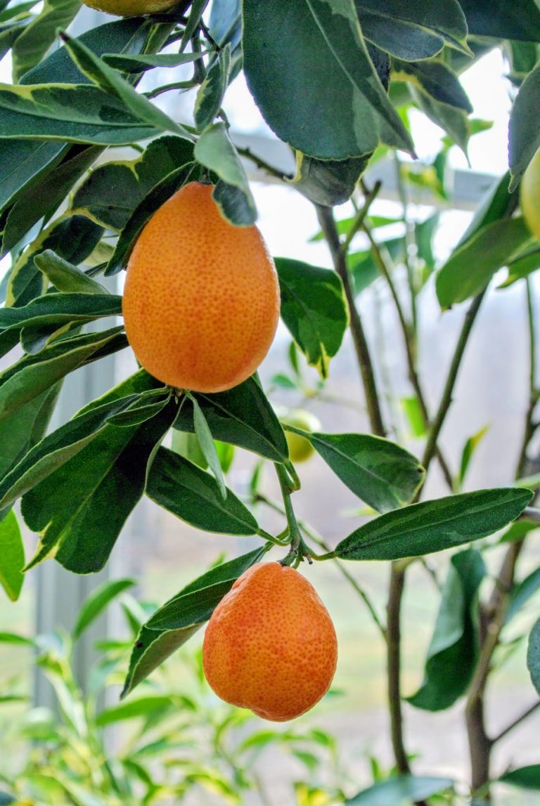 Visiting My Citrus Collection The Martha Stewart Blog