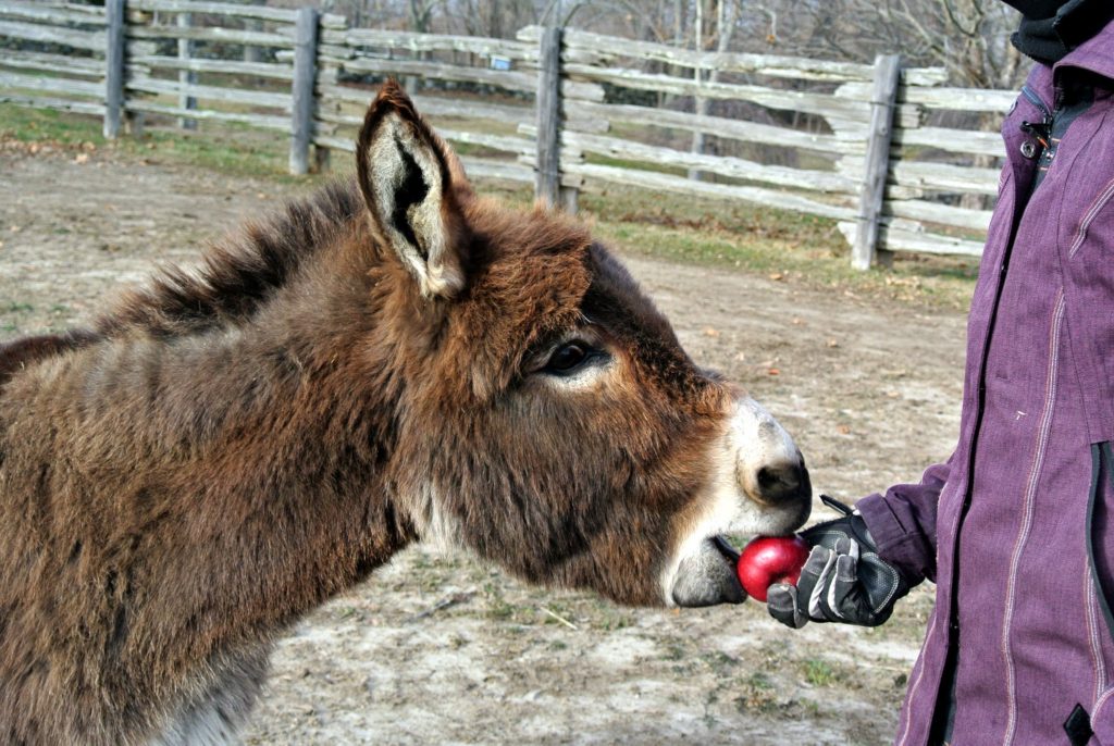 An Update on My Donkeys The Martha Stewart Blog