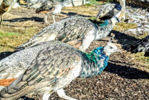 Remember, technically only the males are peacocks. The females are peahens, and both are peafowl. Babies are peachicks. A family of peafowl is called a bevy.