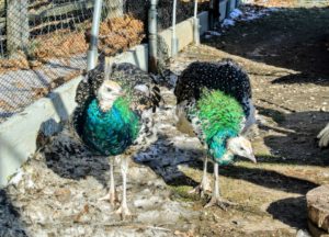 Peafowl are very smart, docile and adaptable birds. They are also quite clever. It is not unusual for peafowl to run en masse when the food appears.