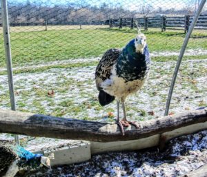 A peafowl's legs are very strong. They have three toes on each foot facing forward, and one facing backwards. They also have sharp, powerful metatarsal spurs that are used for defense. Also, as they develop, males will tend to have longer legs than females.